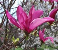 1X 3-4FT LARGE MAGNOLIA SUSAN PLANT TREE - DEEP PINK FLOWERS - 3L