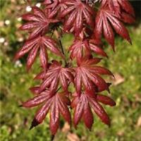 Acer palmatum Trompenburg in 2L pot ideal bonsai subject maple