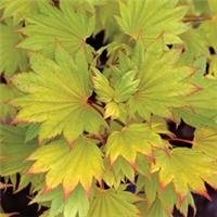 Acer shirasawanum Aureum in 5L pot - grafted plant maple