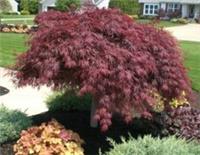 Acer palmatum dissectum Crimson Queen in 8cm pot maple