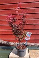 Acer palmatum Shaina in 3L pot Maple