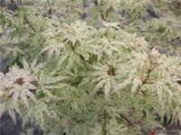 Acer palmatum Ukigumo in 2L pot Floating Cloud Maple