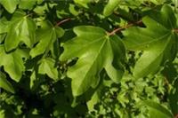 Acer campestre in 9cm pot 20cm tall Field maple
