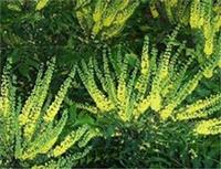 Mahonia media Winter Sun Plant Large 40-60cm Yellow Flowers 3 Litre Pot