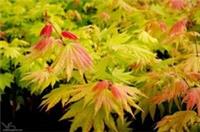 Acer shirasawanum Autumn Moon in 3L pot - grafted plant maple