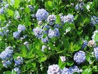 Ceanothus Victoria Californian Lilac Shrub 5-6ft Extra Large Plant