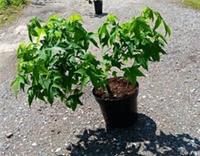 Liquidambar styraciflua Gumball in 10L pot ideal bonsai subject maple