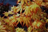 1 X ACER 'ORANGE DREAM' DECIDUOUS JAPANESE MAPLE TREE HARDY GARDEN PLANT POT