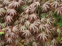 Acer palmatum Trompenburg in 5L pot maple