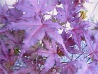 Purple Ghost Japanese Maple Bonsai Tree Seeds - Acer Palmatum - 10 Seeds