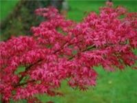 Acer palmatum Deshojo in 9cm pot ideal bonsai subject maple NOT grafted