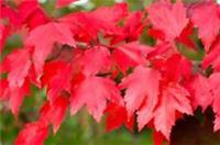 Acer Rubrum Sun Valley Tree 6ft Tall Supplied in a 12 Litre Pot by Directplants