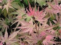 Acer palmatum Hino Tori Nishiki in 5L pot