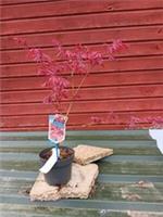 Acer palmatum Suminagashi in 3L pot Maple