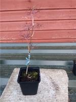 Acer palmatum Red Pygmy in 8cm pot