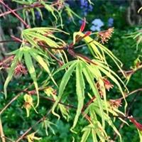 Acer palmatum Linearlobum in 2L pot