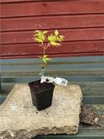 Acer shirasawanum Jordan in 8cm pot