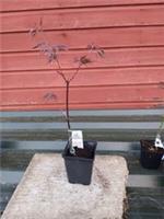 Acer palmatum Trompenburg in 8cm pot