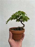 10 Years Old Norway Maple Bonsai Tree In Terracotta Pot