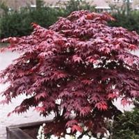 Acer palmatum Bloodgood in 4L pot approx 60cm tall maple