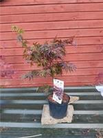 Acer palmatum Pixie in 5L pot approx 60cm tall maple