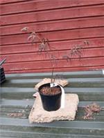 Acer palmatum Atrolineare in 2L pot