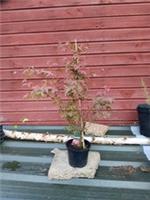 Acer palmatum Beni Maiko in 2L pot ideal bonsai subject maple