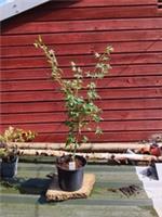 Acer palmatum Ukon in 5L pot maple