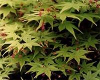 Acer palmatum Waka Midori in 5L pot maple
