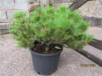 Pinus densiflora low glow iro 15yr SPECIMEN 15L 42-45x59cm