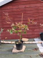 Acer palmatum Chikuma No in 5L pot maple