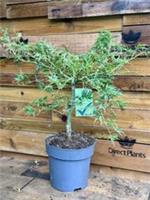 Acer Palmatum Dissectum Seiryu Japanese Maple Tree 50-60cm in a 7.5 Litre Pot