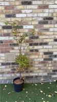 Acer palmatum 'Sangokaku' | 130cm Japanese Maple Tree in Pot