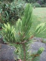 Pinus leucodermis white cloud 10L 55-60cm EXACT ITEM