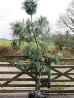 Pinus schwerinii 12L 52-60cm (not the dwarf ) EXACT ITEM ADDITIONAL PHOTO