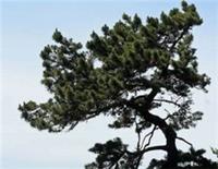 Pinus muricata, The bishop pine 2L 30-40cm EXACT ITEM ADDITIONAL PHOTO