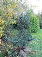 Abies pinsapo var. marocana 190-200x180cm 15year old specimen