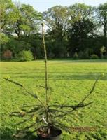 Picea abies virgata 4L 90-100cm EXACT ITEM ADDITIONAL PHOTO