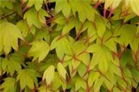 Acer palmatum Tsuma Beni in 10L pot ideal bonsai subject maple