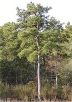 Pinus taeda, Loblolly pine 3L 85-90cm EXACT ITEM ADDITIONAL PHOTO