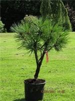 Pinus jeffreyi joppi 45-50cm EXACT ITEM ADDITIONAL PHOTO