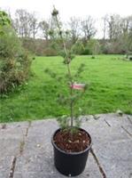 PINUS PARVIFLORA shikoku-goyo Japan white pine 10L 100-110cm BARGAIN