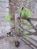 Pinus armandii, Chinese white pine 5L 175-185cm EXACT ITEM PHOTO 26.07.25