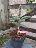 Abies pinsapo var. tazaotana 2L 24-30cm EXACT ITEM PHOTO