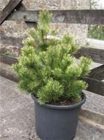 Pinus mugo Pal Maleter, 15L 50-60x45cm EXACT ITEM PHOTO. Good bonsai subject