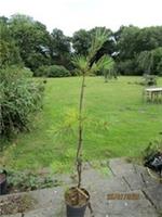 Pinus strobus pendula 4L 135-145cm EXACT ITEM.
