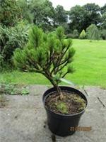 Pinus cebennensis nana 10L 45-50x45cm EXACT ITEM PHOTO GOOD 4 BONSAI