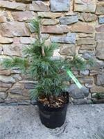 PINUS PARVIFLORA Fuku zu mi 5L 45-55x55cm EXACT ITEM