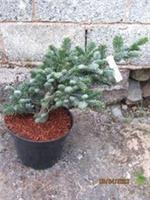 Abies amabilis spreading star 10L35-40X72cmEXACT ITEM ADDITIONAL PHOTOS 05.12.25