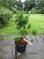 PINUS PARVIFLORA Fuku zu mi 5L 50-55cm EXACT ITEM